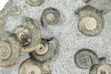 Fossil Ammonite (Dactylioceras) Cluster - Isle of Skye, Scotland #240739-1